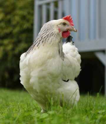 Poule Sussex