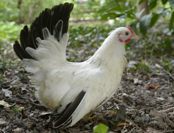 Poule Nagasaki