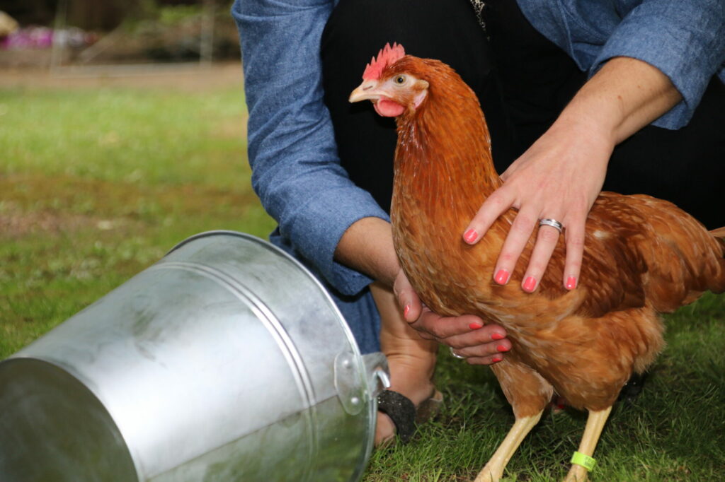 Poule rousse devant un abreuvoir en acier galvanisé pour poules