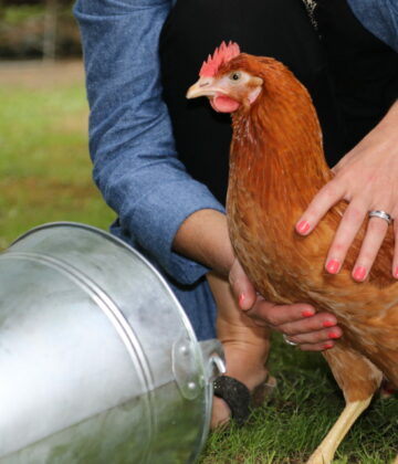 Poule Rousse situation