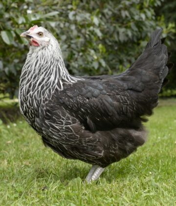 Poule Médicis