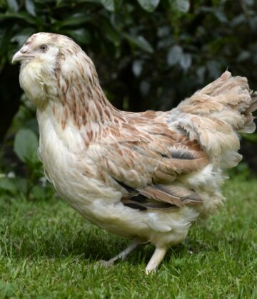 Poule Faverolles