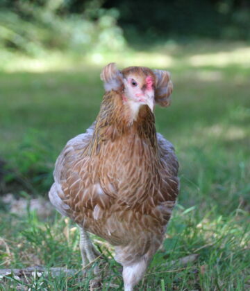 Poule Araucana