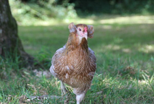 Poule Araucana