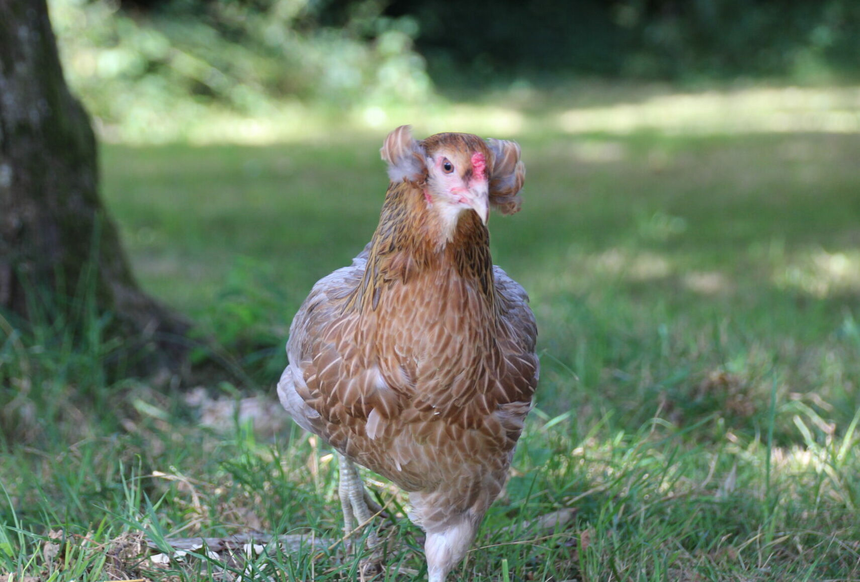 poule de race Araucana