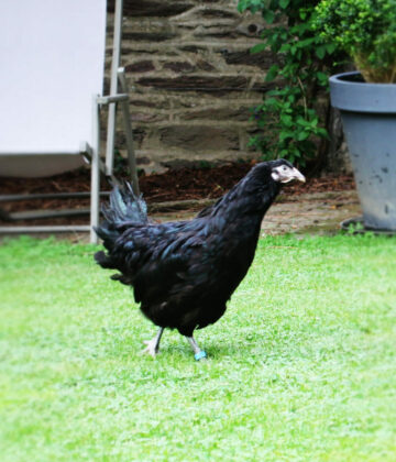 Poule Alsace