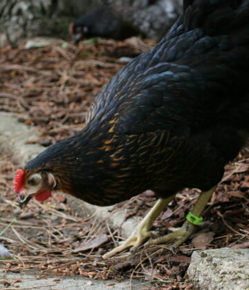 Poule noire