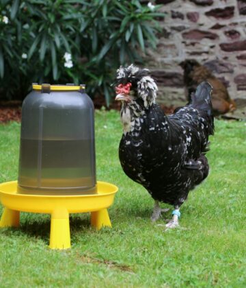 Poules de races patrimoniales