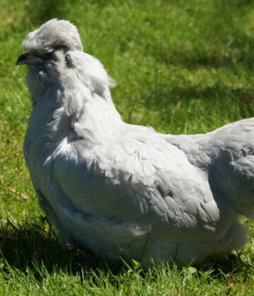 Poule d'ornement - Ameraucana