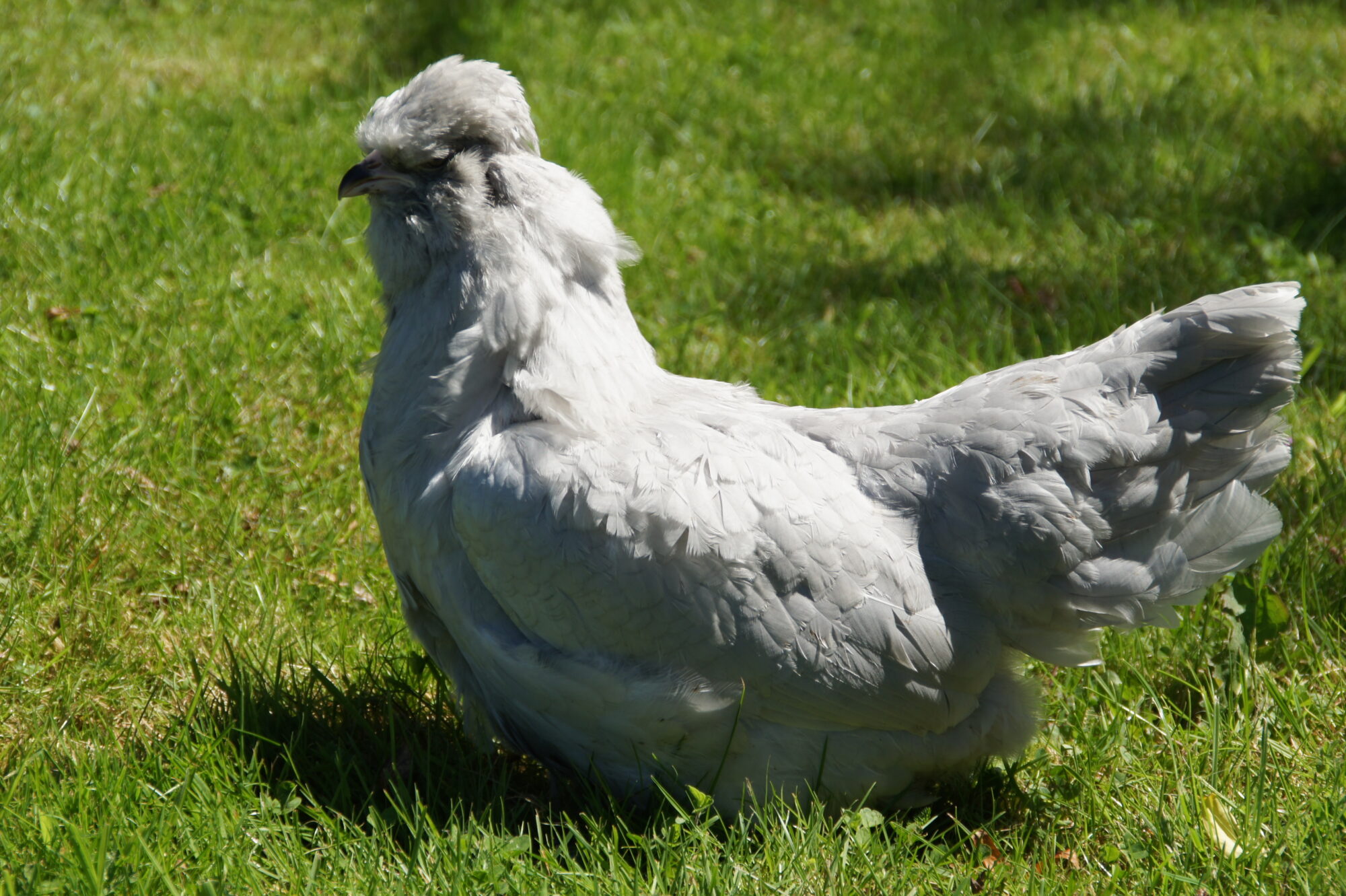 Poule d'ornement - Ameraucana