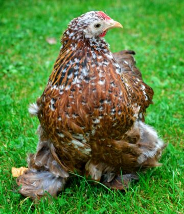 Poule Bantam