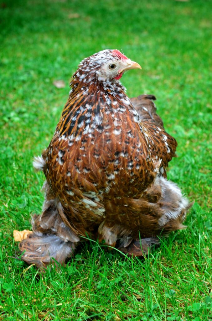 Poule de Pékin Magalli