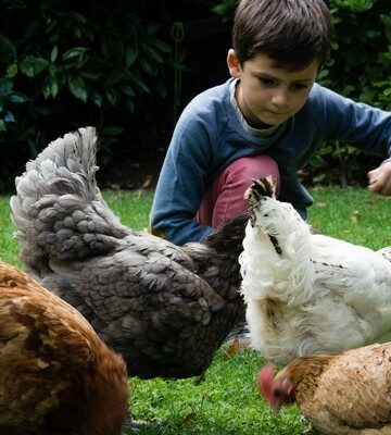 poules avec enfant