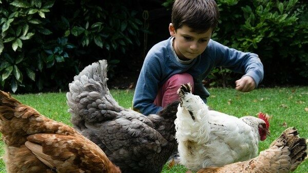 poules avec enfant