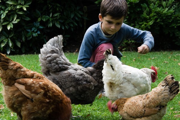 poules avec enfant