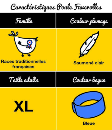 tableau-poule-faverolles