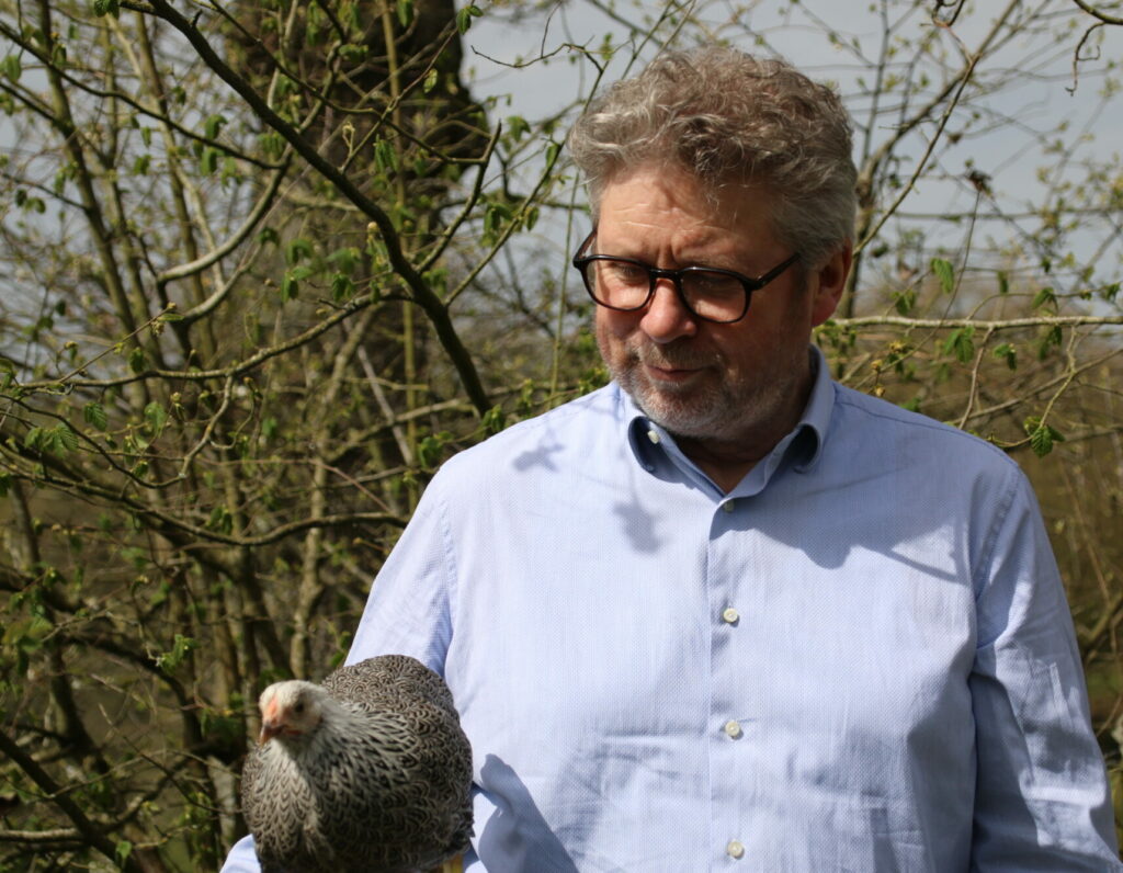 DIDIER - Wyandotte grise
