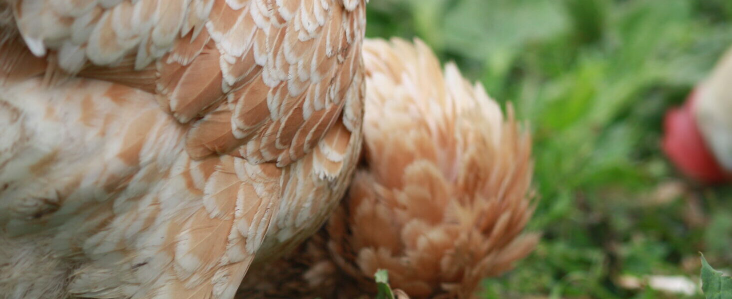 Poules qui mangent