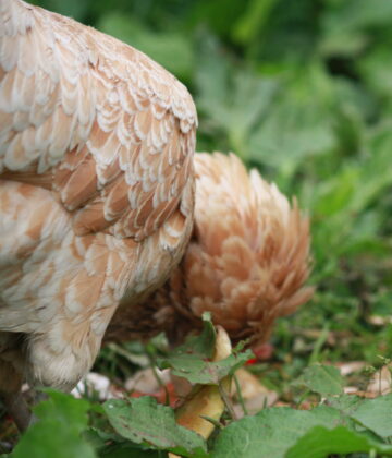 Poules qui mangent