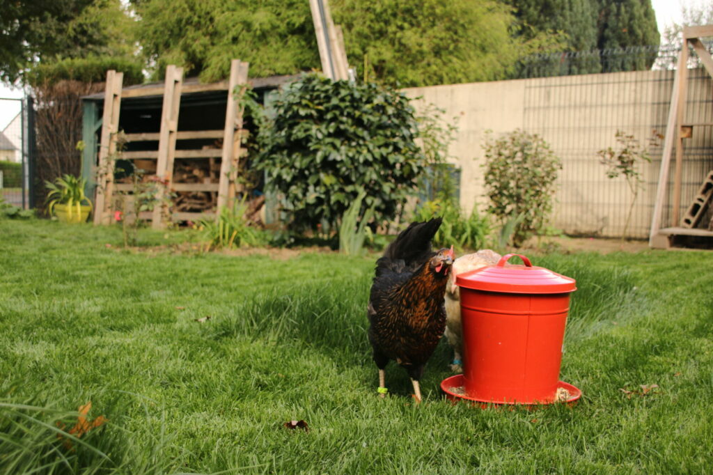 poules mangeroire