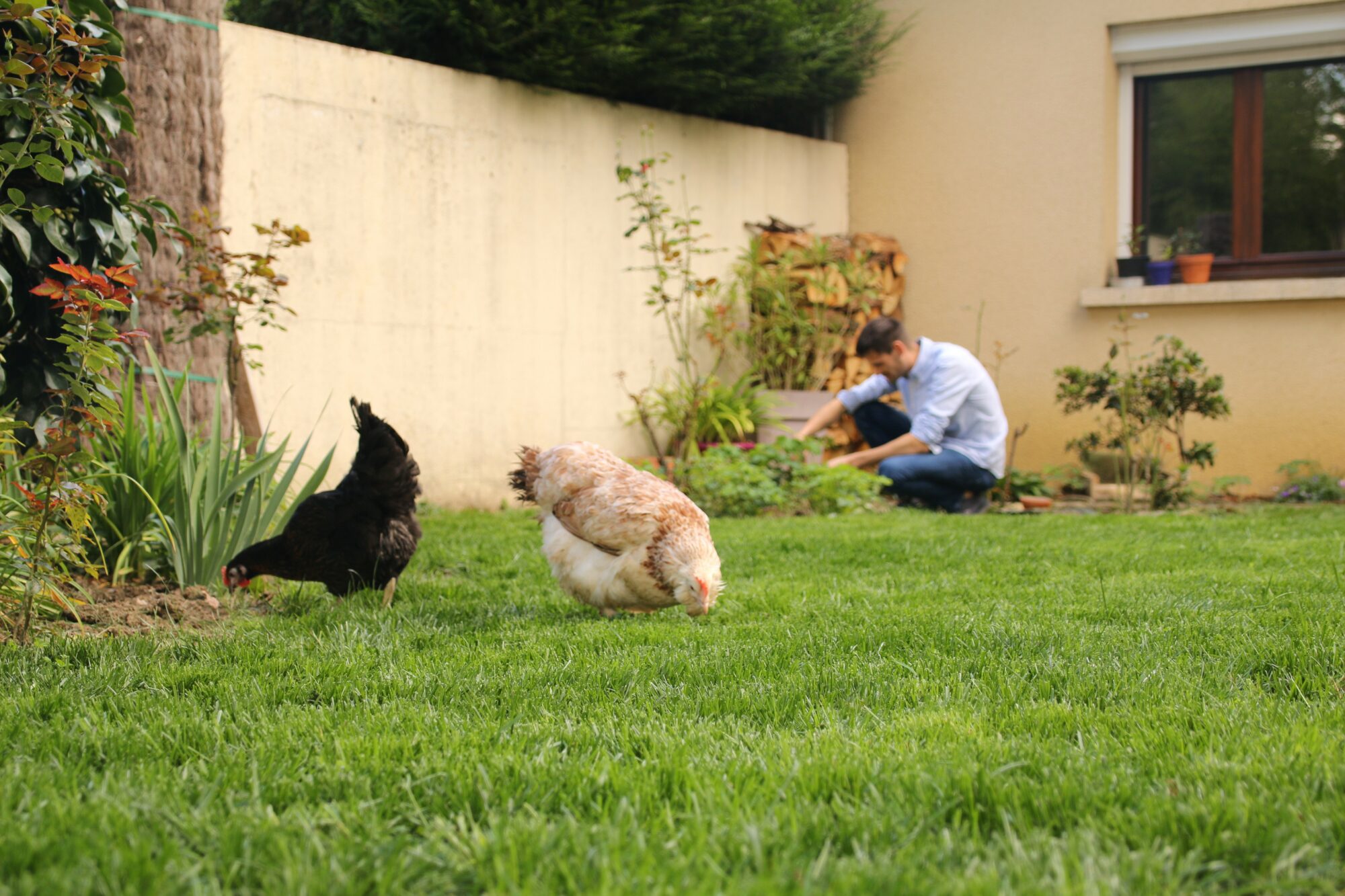 poules homme jardin