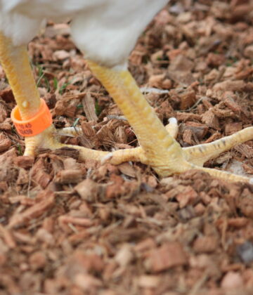 Litière poulailler : litière pour votre poule 100% naturelle - Magalli