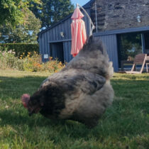 MAGALLI - Muesli Poules d'Ornement + Poules