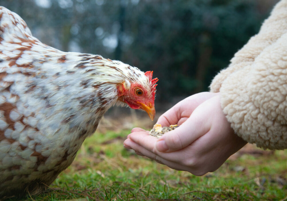 Muesli poule enfant