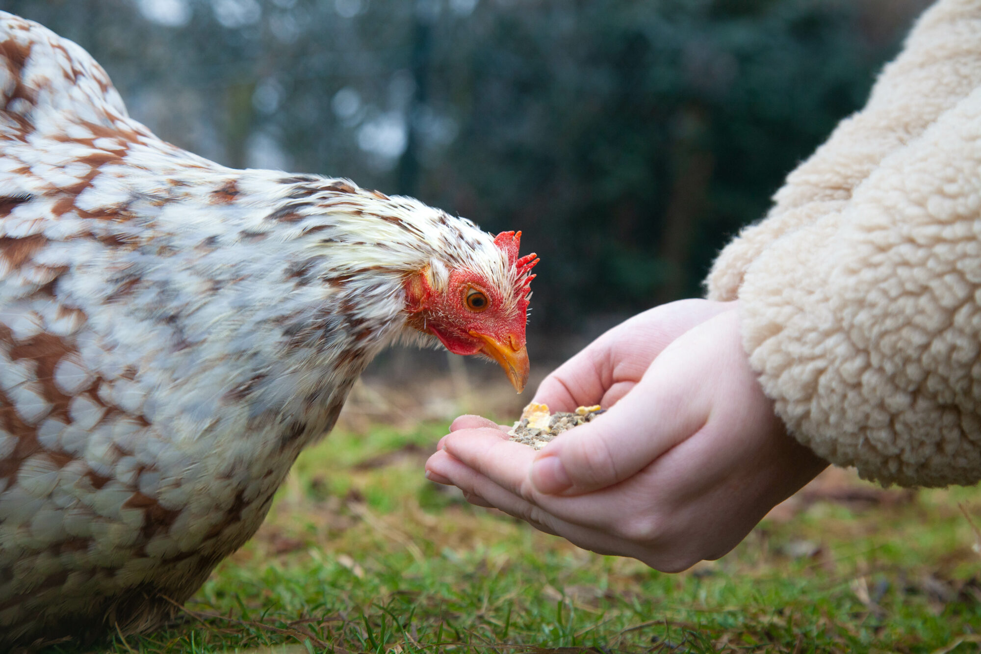 Muesli poule enfant