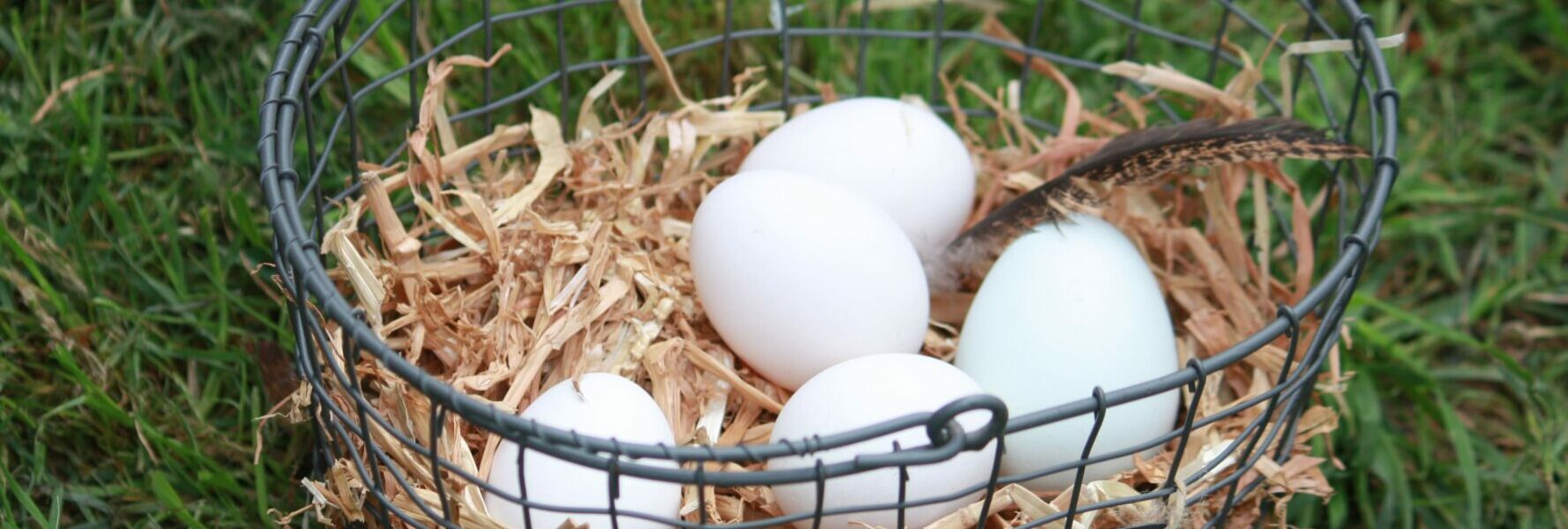 Combien d'œufs par jour et par an peut pondre une poule ?