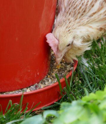 Poule qui mange