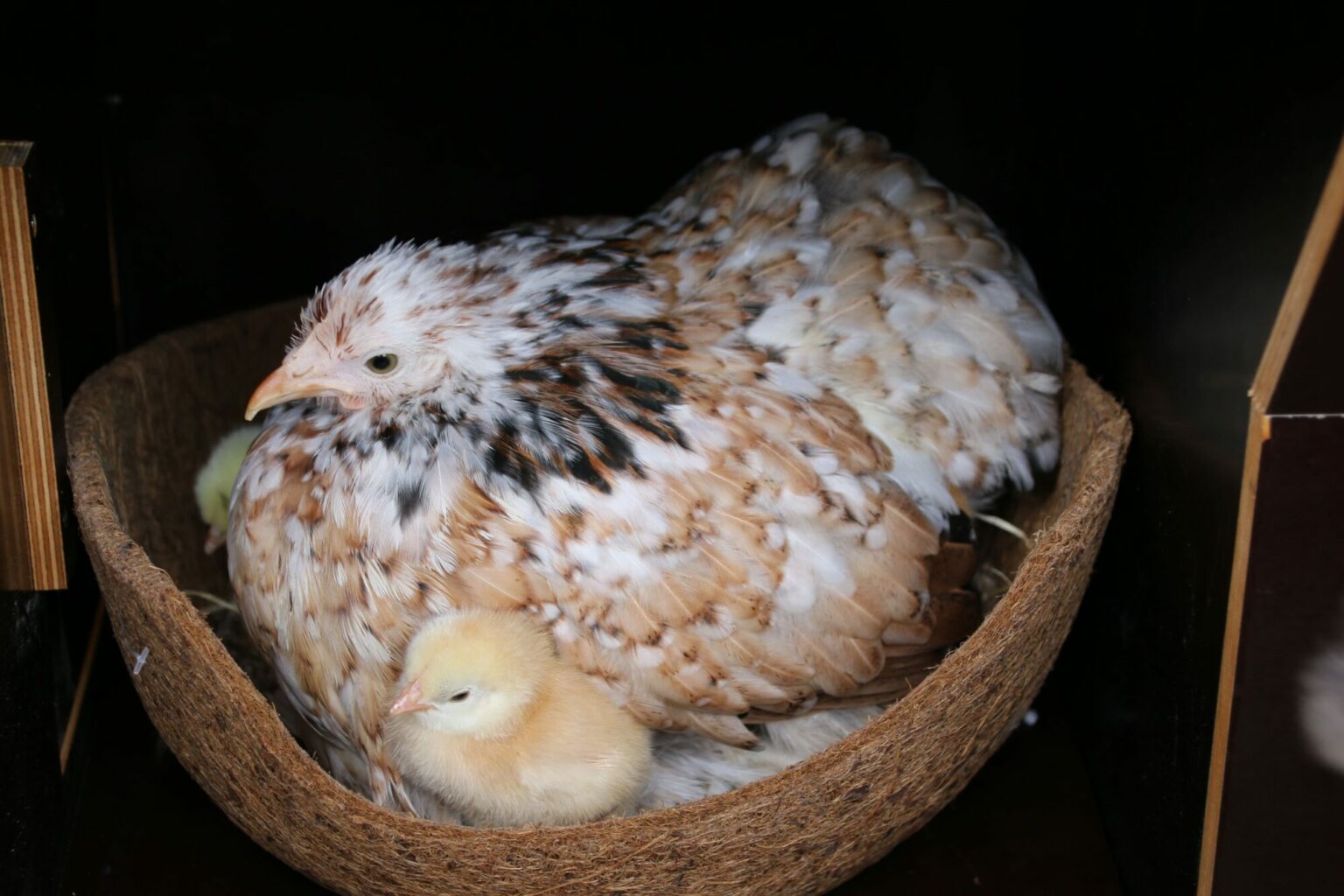 Combien d’œufs pond une poule par jour ? Magalli