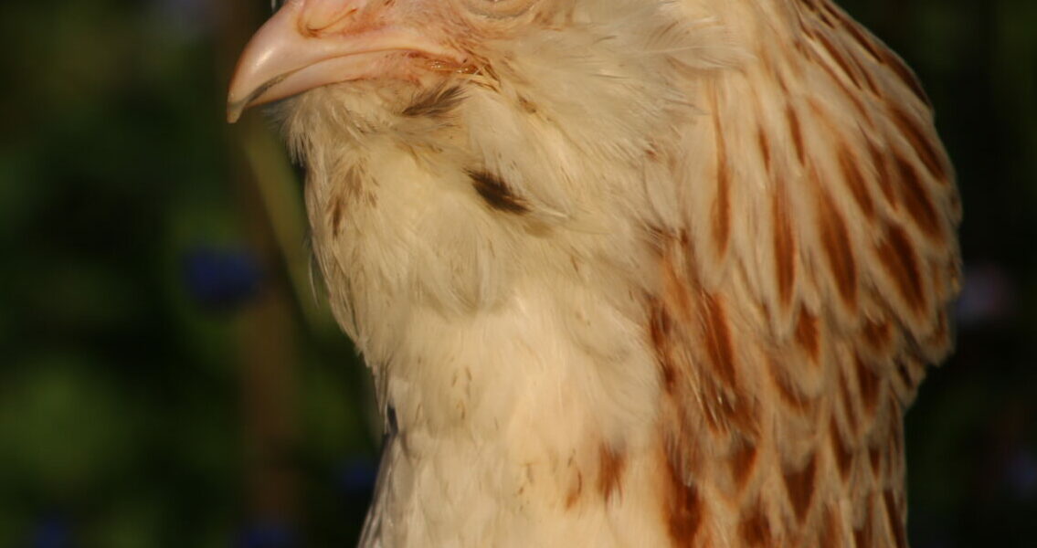 POULE FAVEROLLES - JARDIN PAULINE