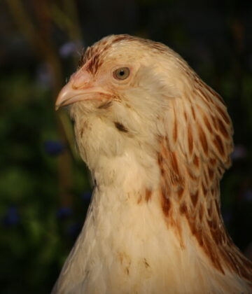 POULE FAVEROLLES - JARDIN PAULINE