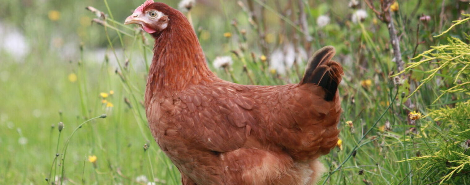 POULE ROUSSE