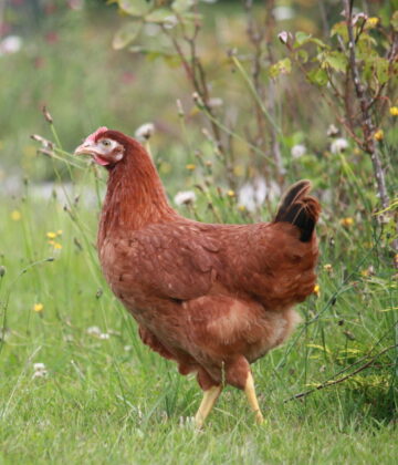 POULE ROUSSE