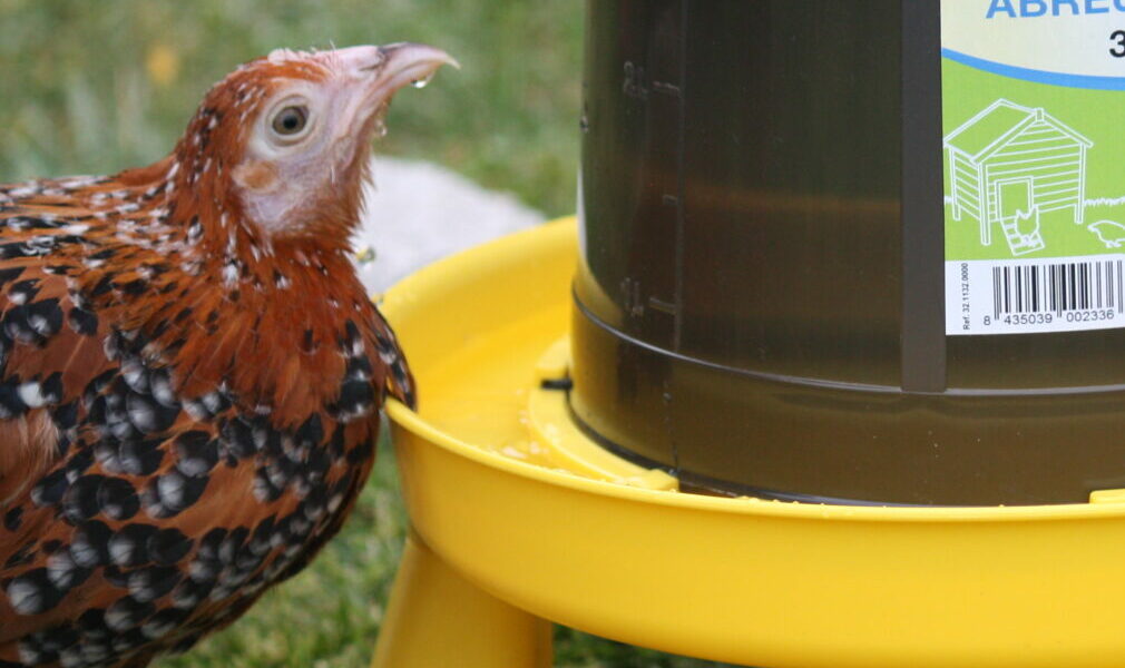 POULE SABELPOOT - eau, boit, abreuvoir