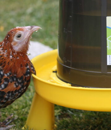 POULE SABELPOOT - eau, boit, abreuvoir