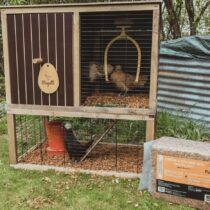 poulailler et chips coco