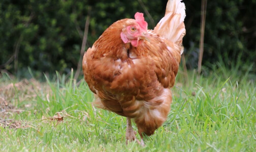 poule_rousse