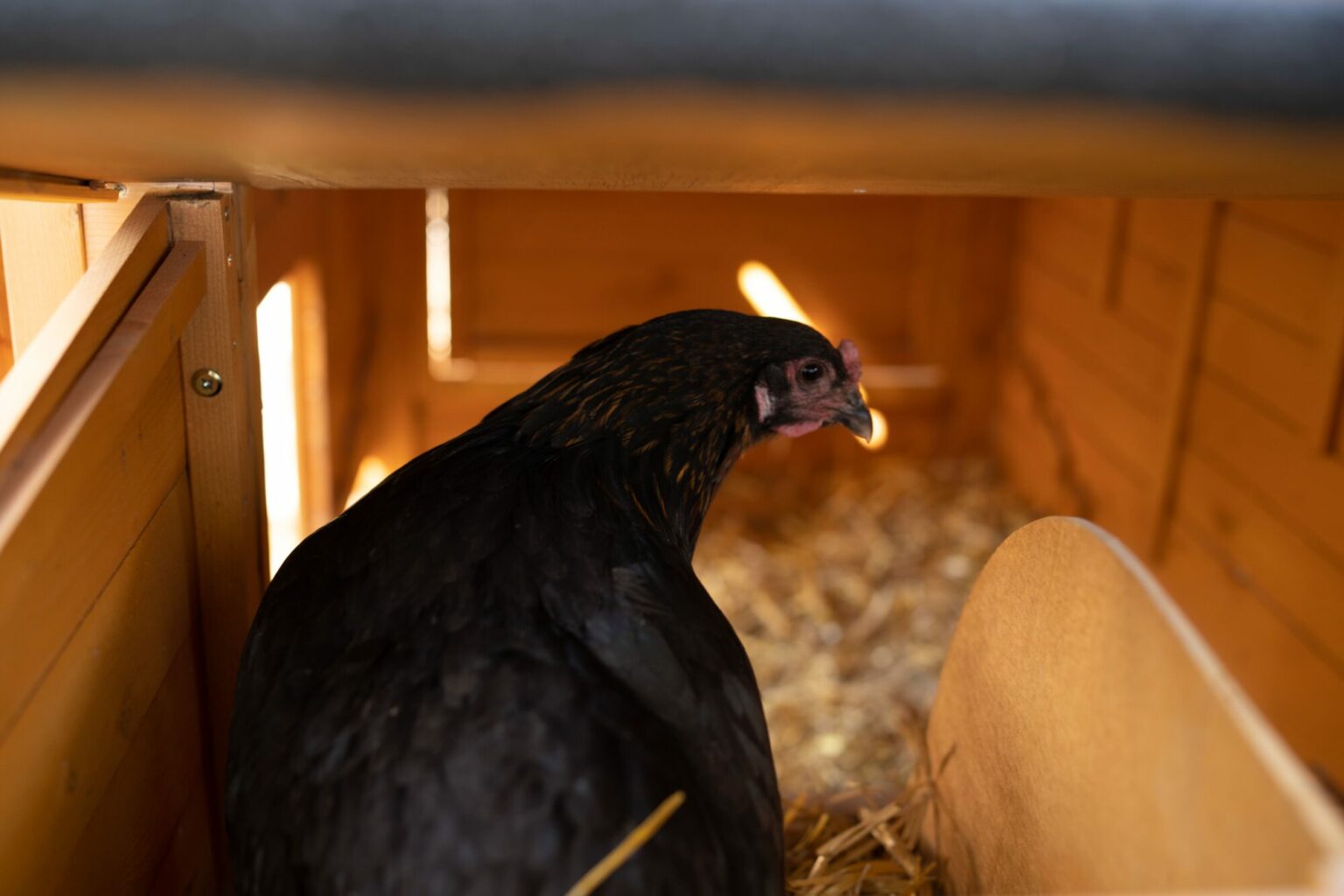 Combien de temps pond une poule ? Magalli