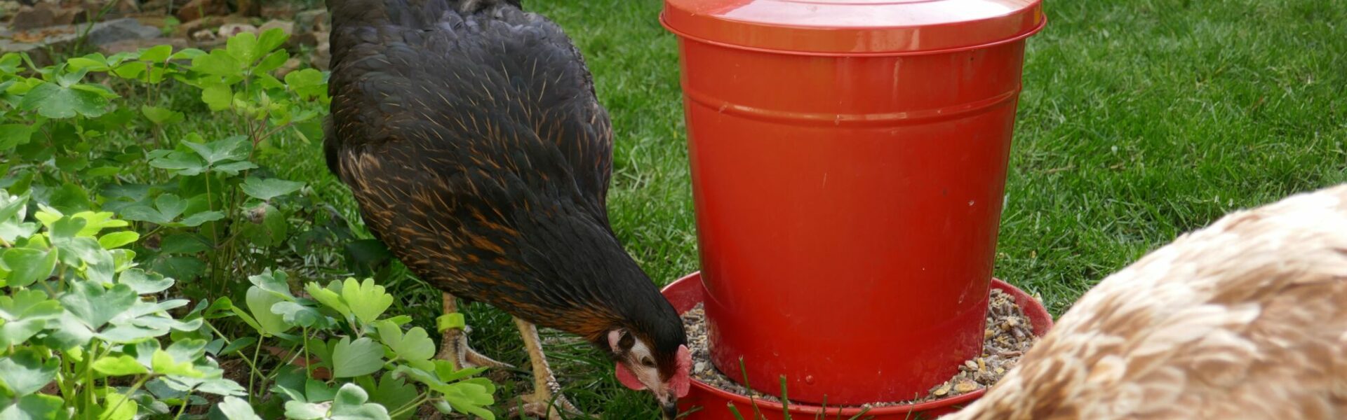 Poules qui mangent