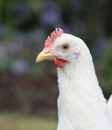 POULE AZUR