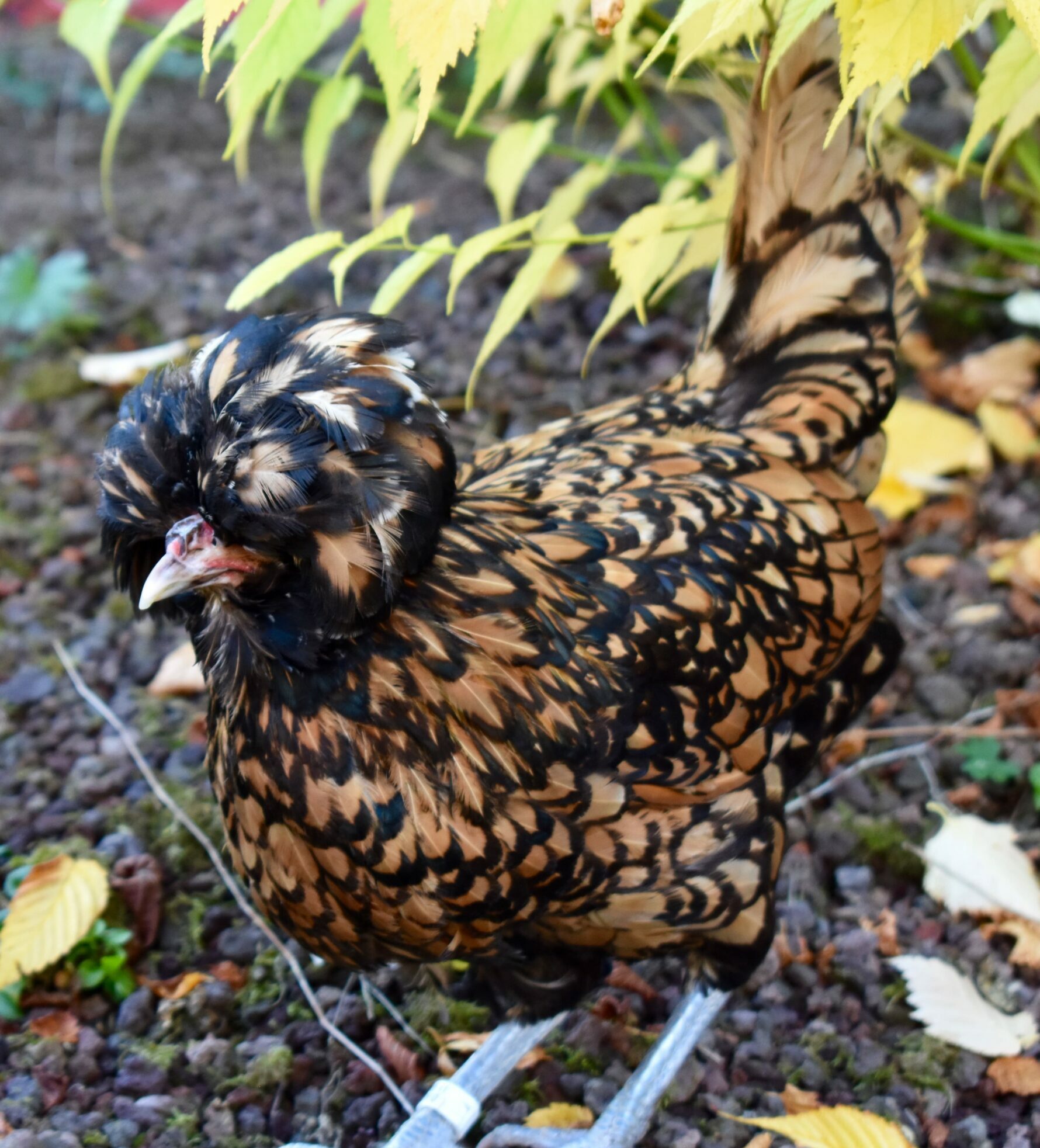 Combien d'œufs par jour et par an peut pondre une poule ?