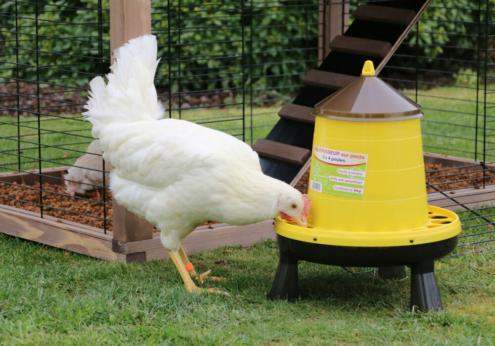 Mélange complet pour poules pondeuses 17kg - Zoomalia Basic