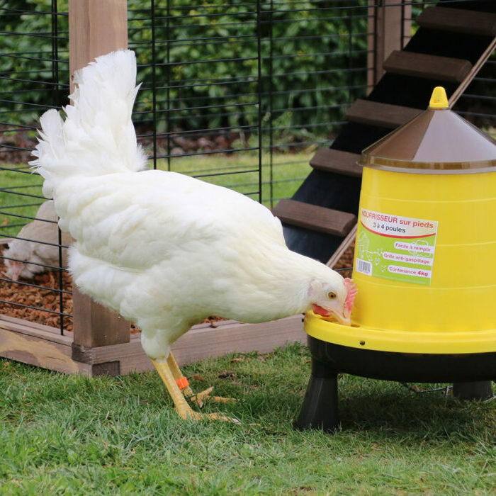 Quelle quantité de nourriture donner à ses poules ? - Jardiland