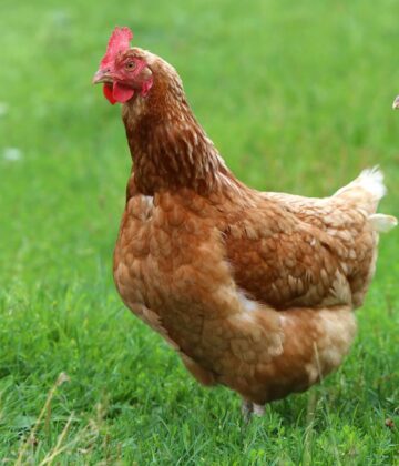 Poules dans jardin