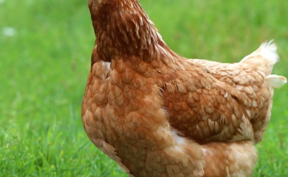 Poules dans jardin