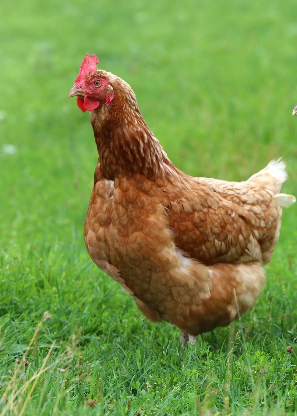 Notre top 10 des noms de poules Magalli