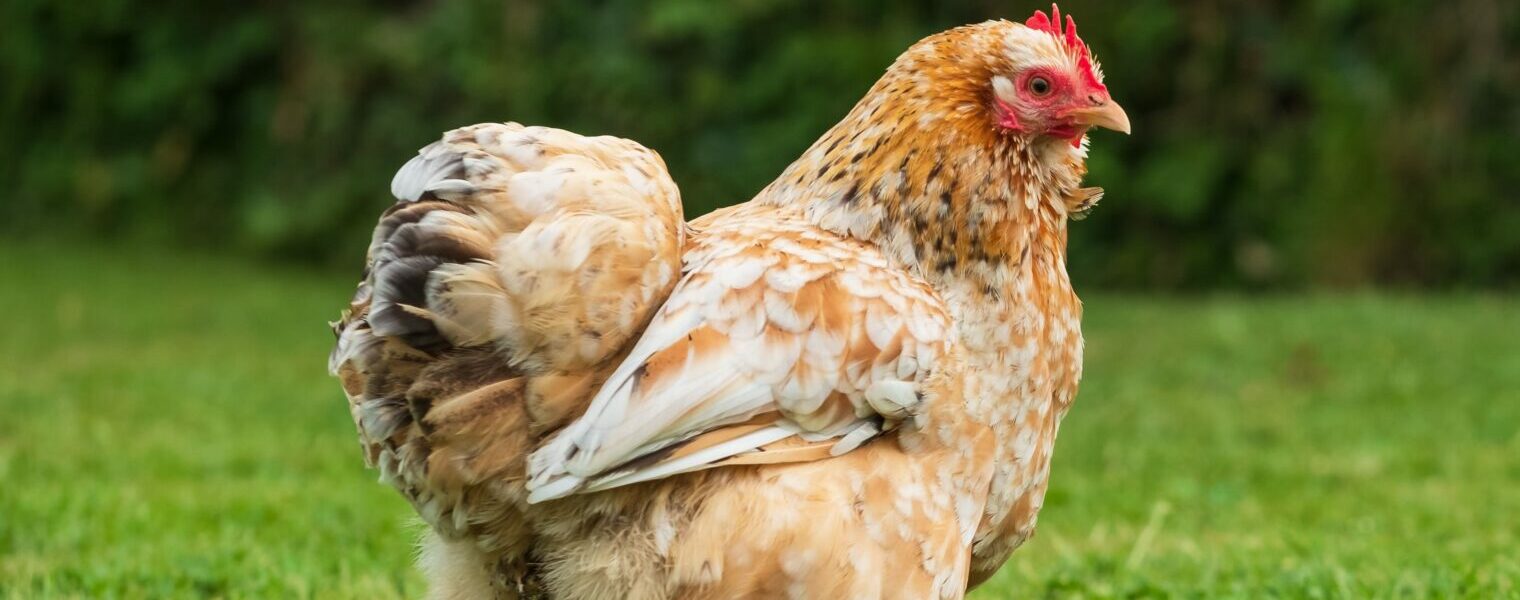 Poule dans jardin